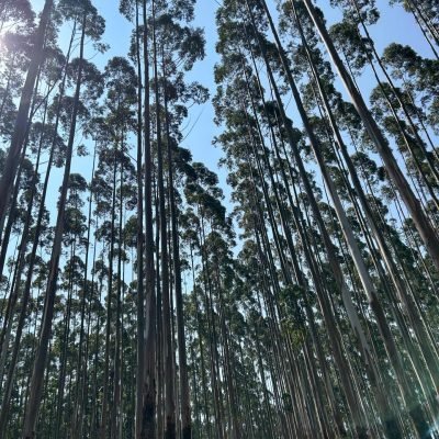 reflorestamento_vista_para_alto